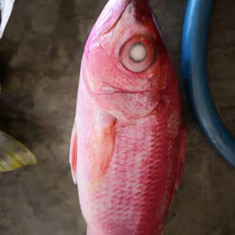 Frozen Red Golden Line/ Red fish from Indonesia