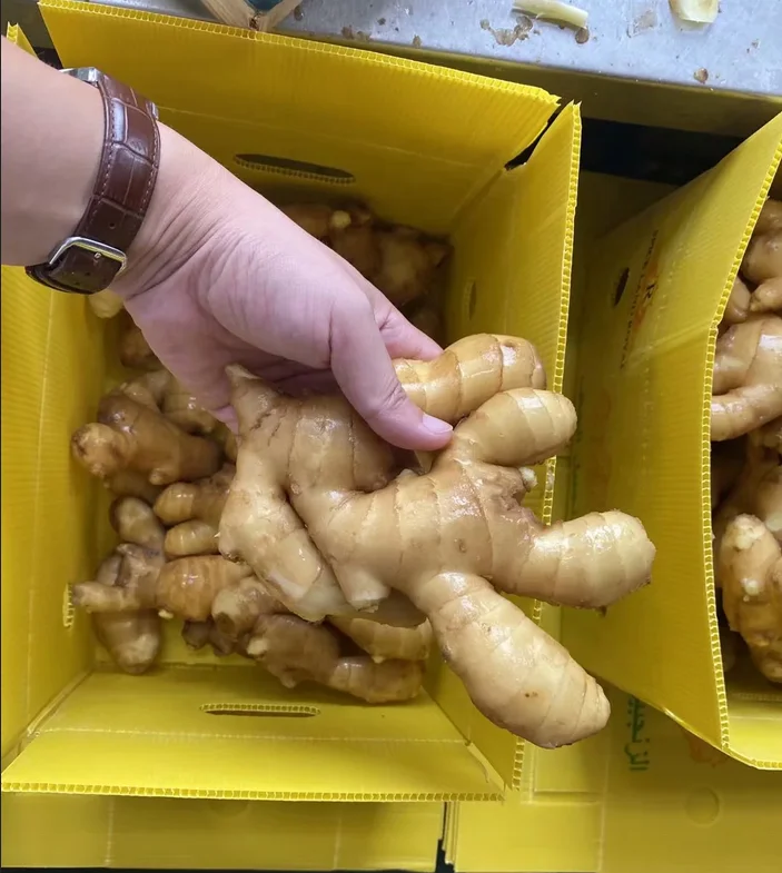 China High Grade High Quality and Lower Price High Ginger from China Factory Direct Sales