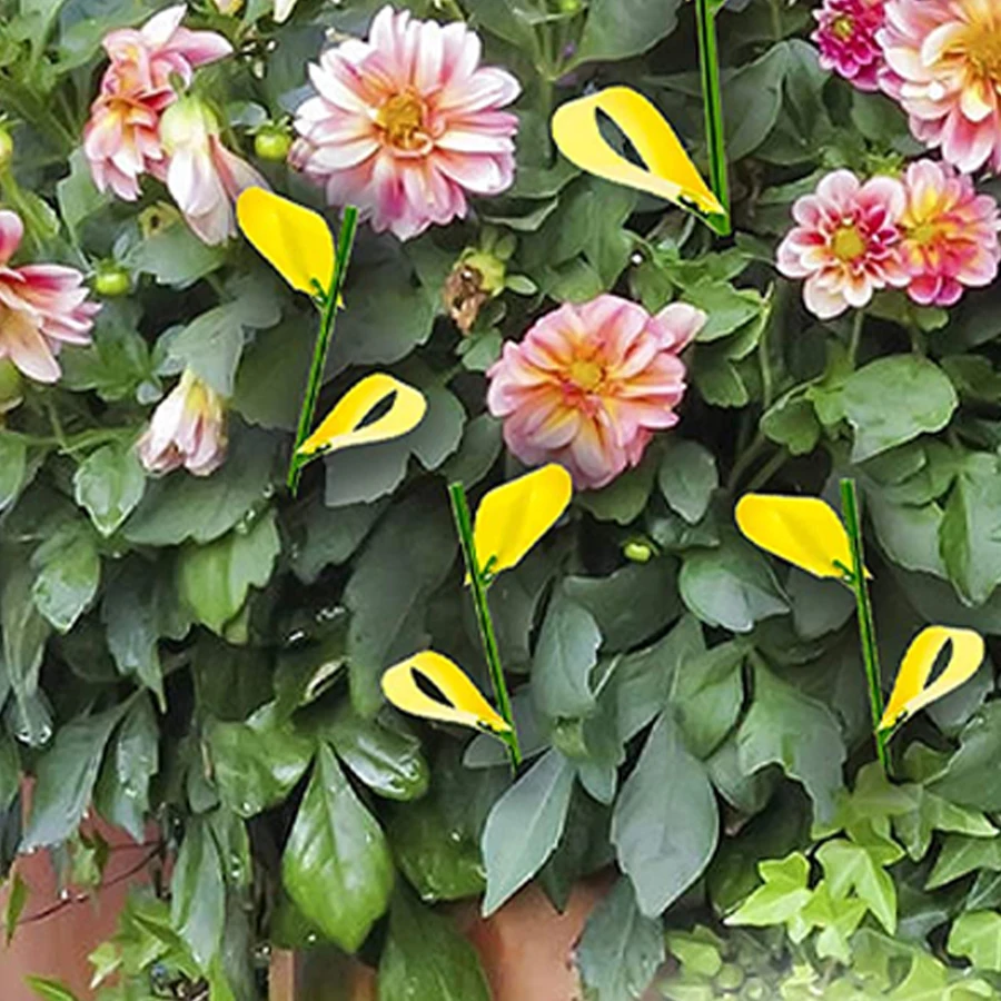 Dayoung Yellow Plant Gnat Sticky Traps Fruit Fly Sticky Traps for Insect Trap