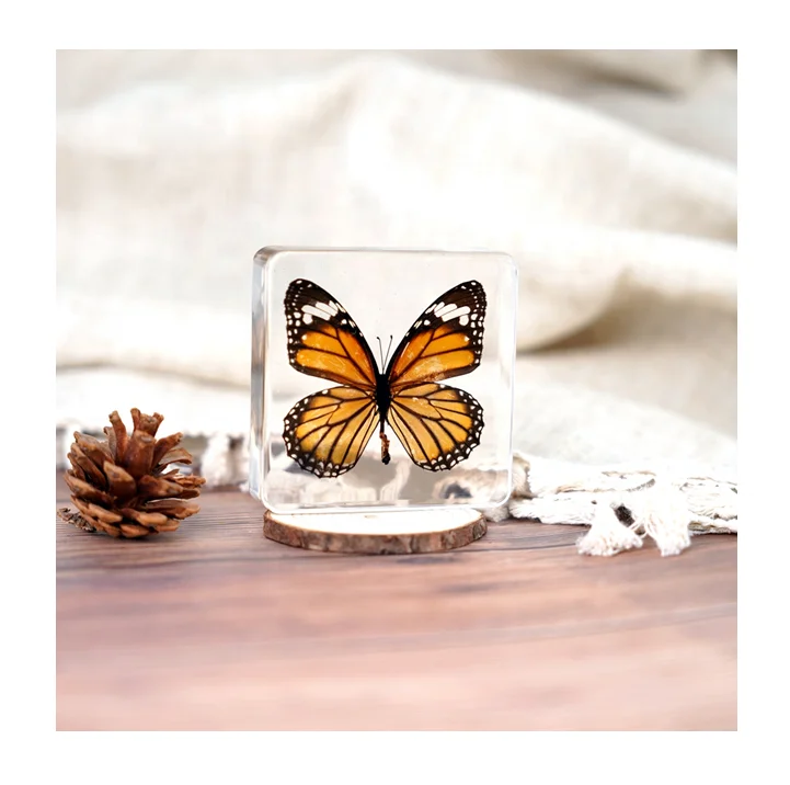 Хит продаж, образец бабочки из смолы, подарок, биологические образцы, красивые таксидермические настоящие насекомые, коллекция бабочек