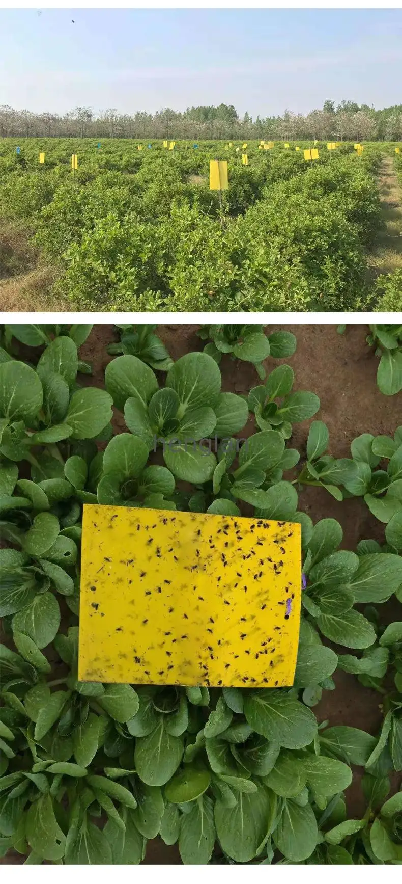 LL26 Non toxic plastic yellow sticky traps for insects pest control in agriculture