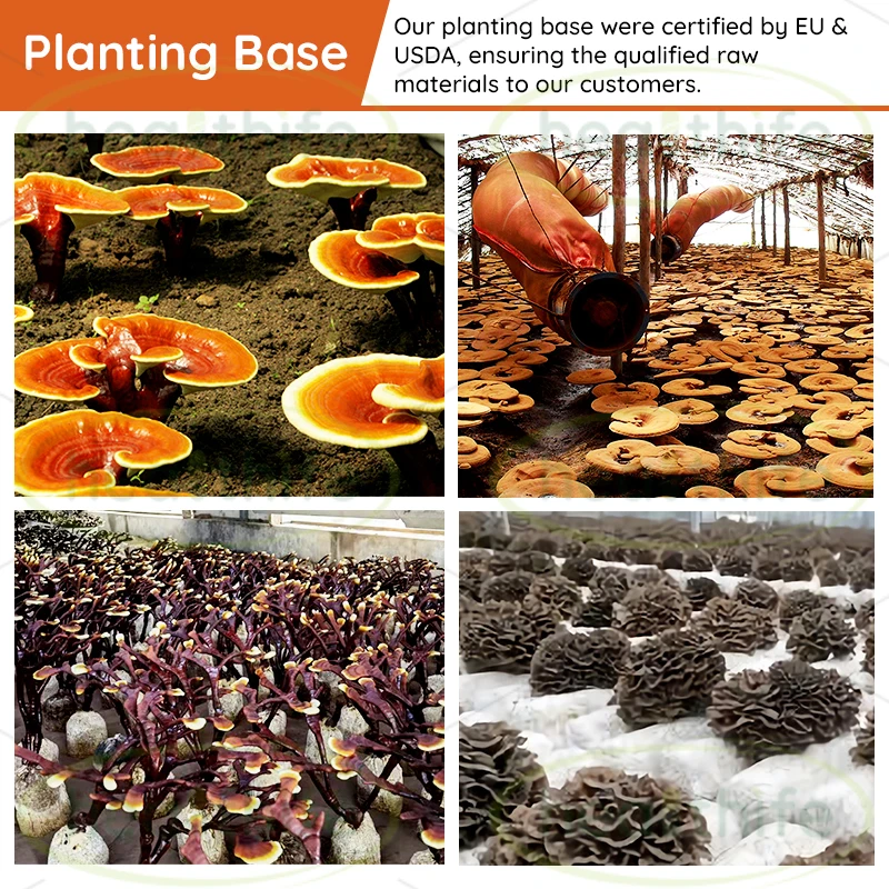 FocusHerb OEM Instant Reishi Mushroom/Lingzhi/Ganoderma Coffee