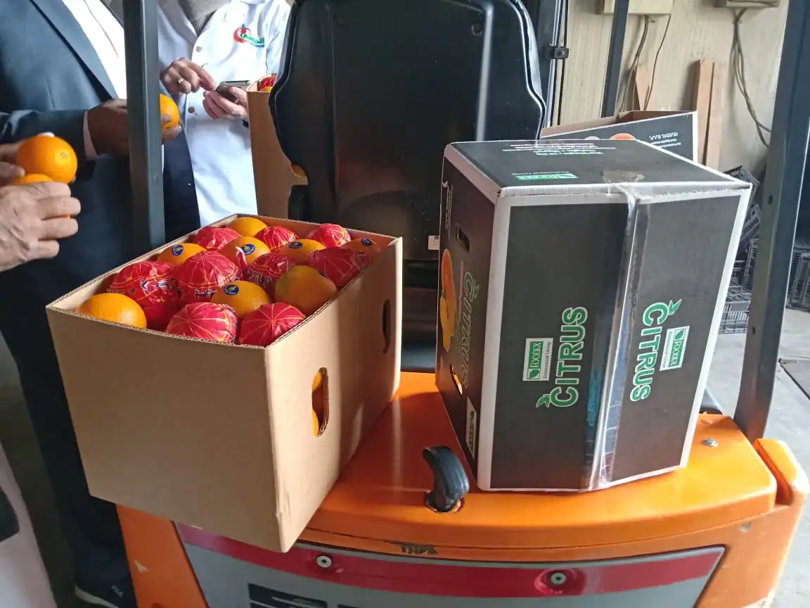 Valencia Египетский апельсин в Индию