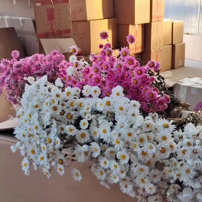 Yunnan Wholesale Dried Flowers Bouquet Pink White Rhodanthe Chrysanthemums Ludanniao Daisy Flower Dried Rhodanthe