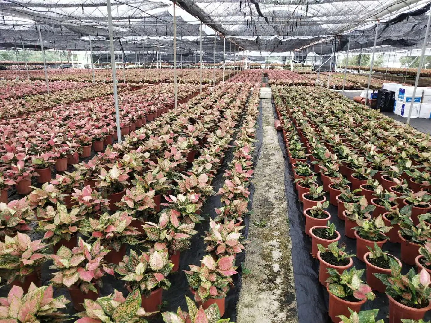 Лидер продаж высокое качество горшок для растений aglaonema