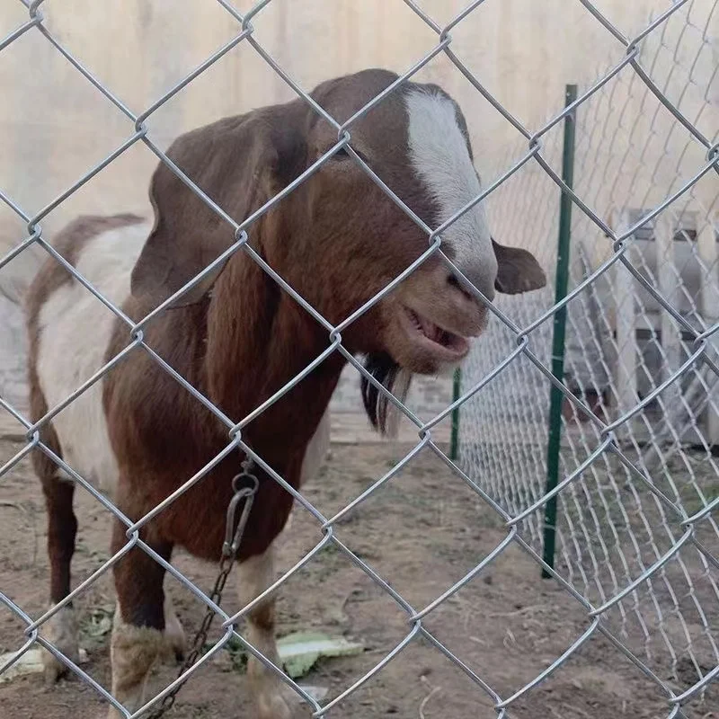Австралийский забор из сетки звеньев фермы антикоррозийный и экологически чистый легко