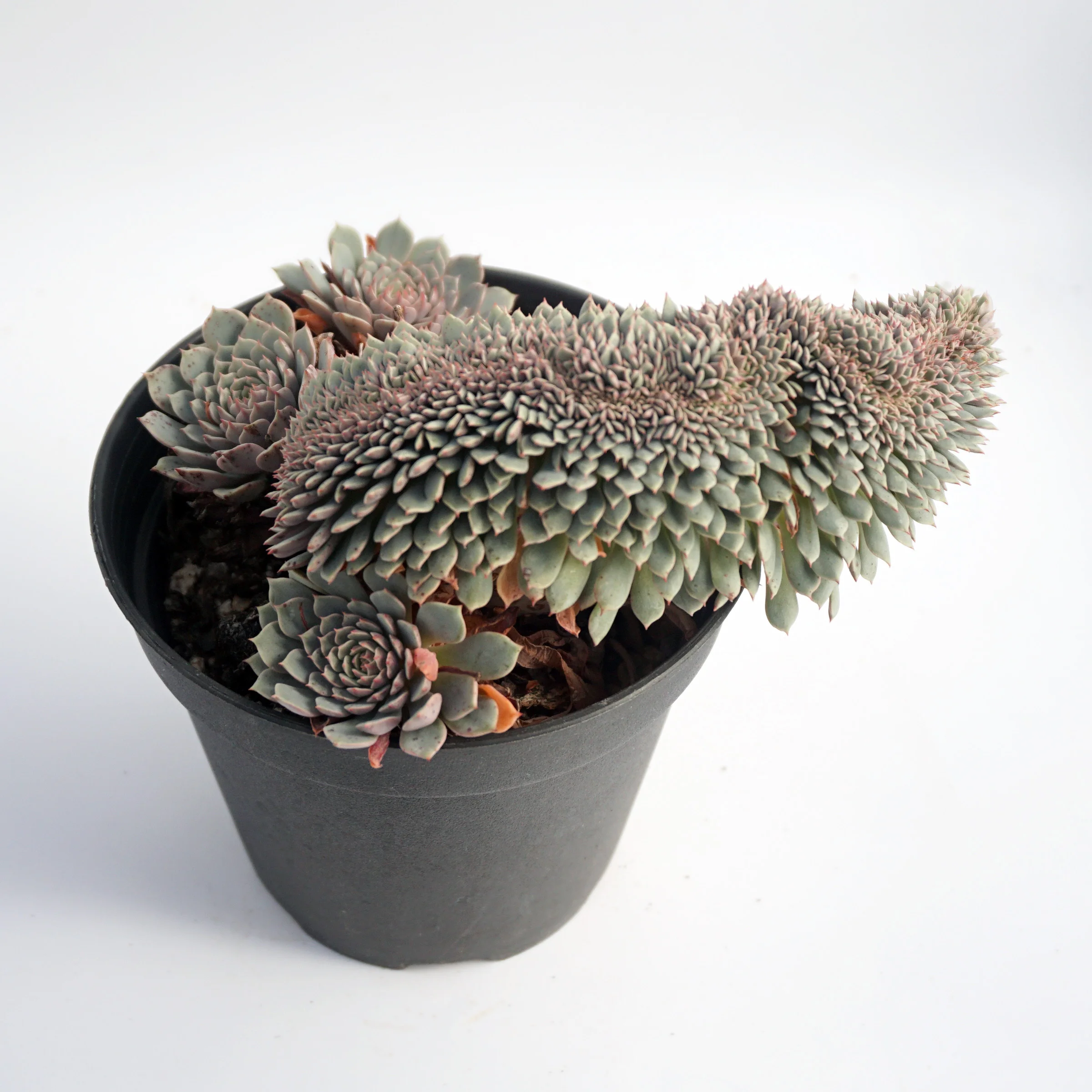 factory direct supply of natural plant ingredients suculentas ornamental echeveria variegated succulent plant