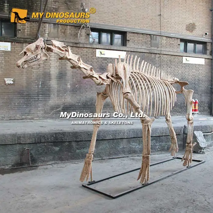 Z MY DINO AS-036 Museum Fossil Skeleton Smilodon Animal Skeleton
