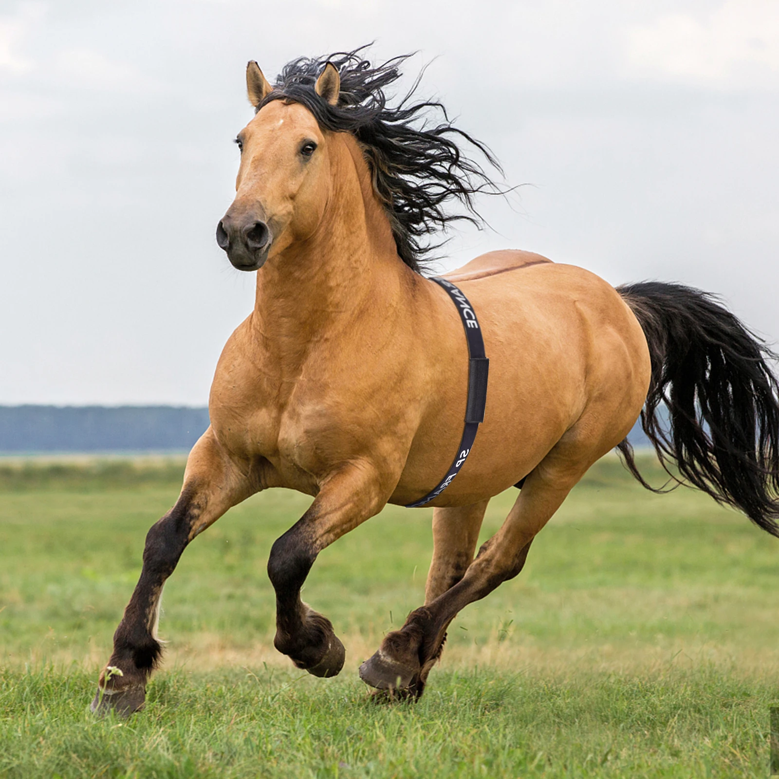 Custom Logo Heart Rate Strap Adjustable Horse Heart Rate Belt Work With Popular HR Monitors