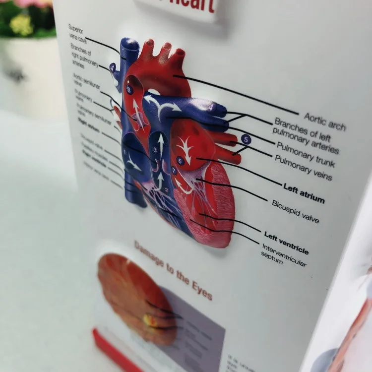 Medical promotion gift anatomy Pen Holder 3d embossed pvc plastic penholder