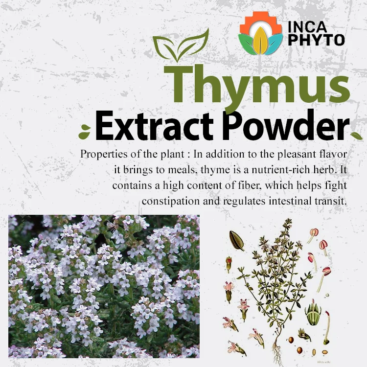 
nutrient-rich herb Thymus Extract Powder 