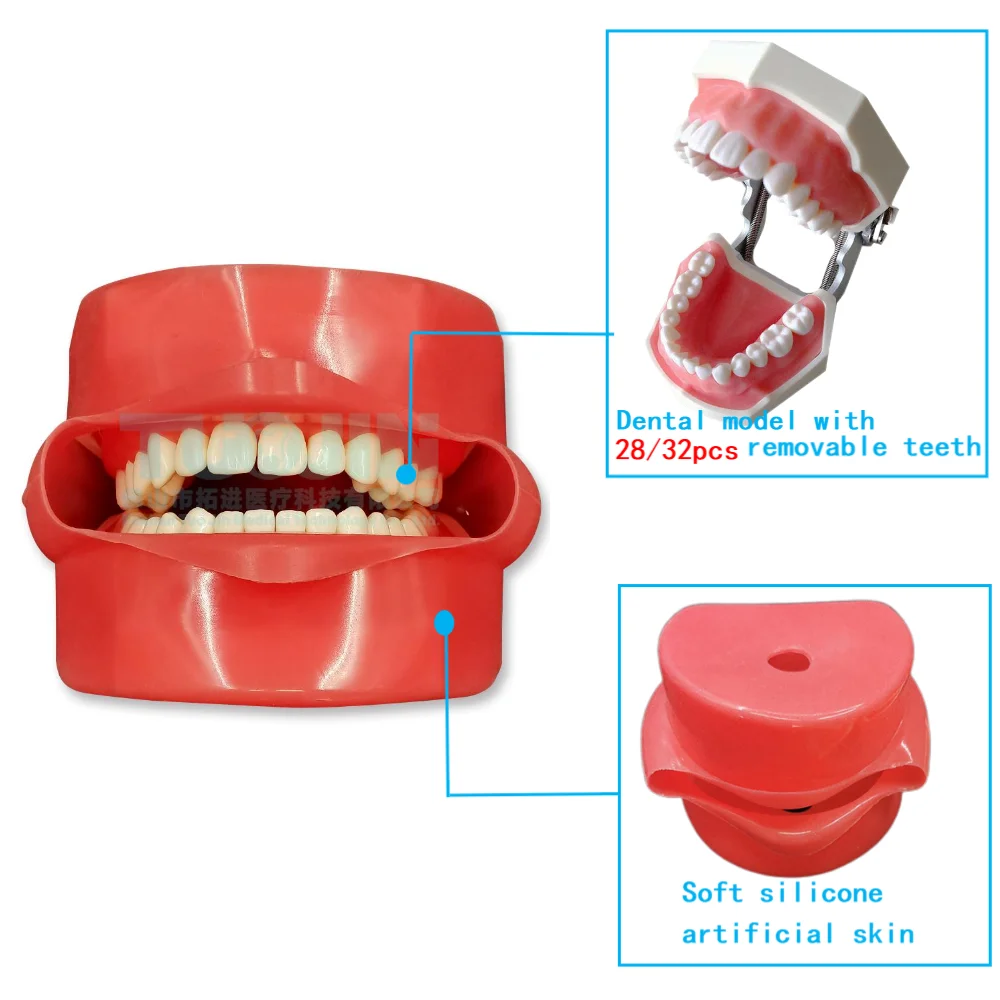 Simple Head Model Dental Simulator Phantom Manikin With Teeth For Dentist Teaching Practice Training Heads Study Dentistry