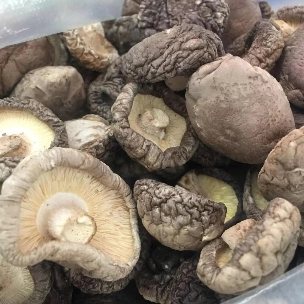 Best price shiitake mushroom dried shiitake