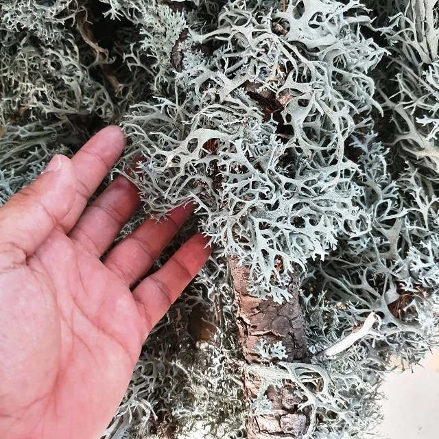 
OAK MOSS (Evernia Prunastri) (Raw Material) 