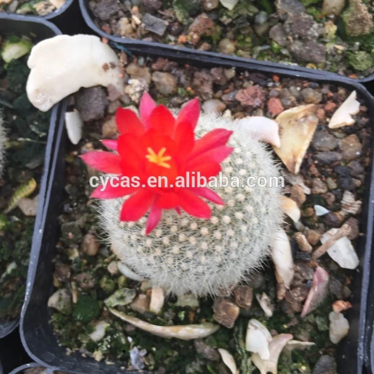 
Мини-кактус 