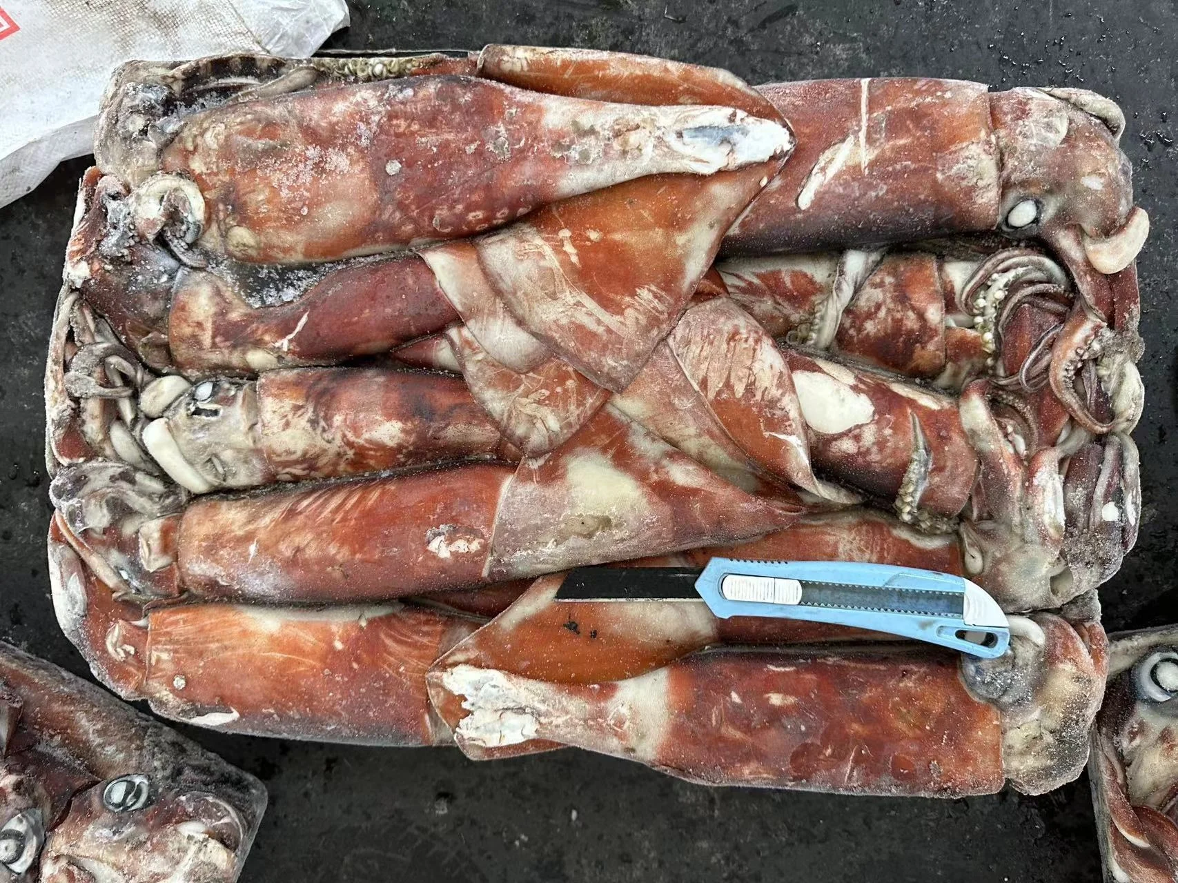 New Arrival Calamari Dosidicus Gigas 10-12 Piece Frozen Giant Squid