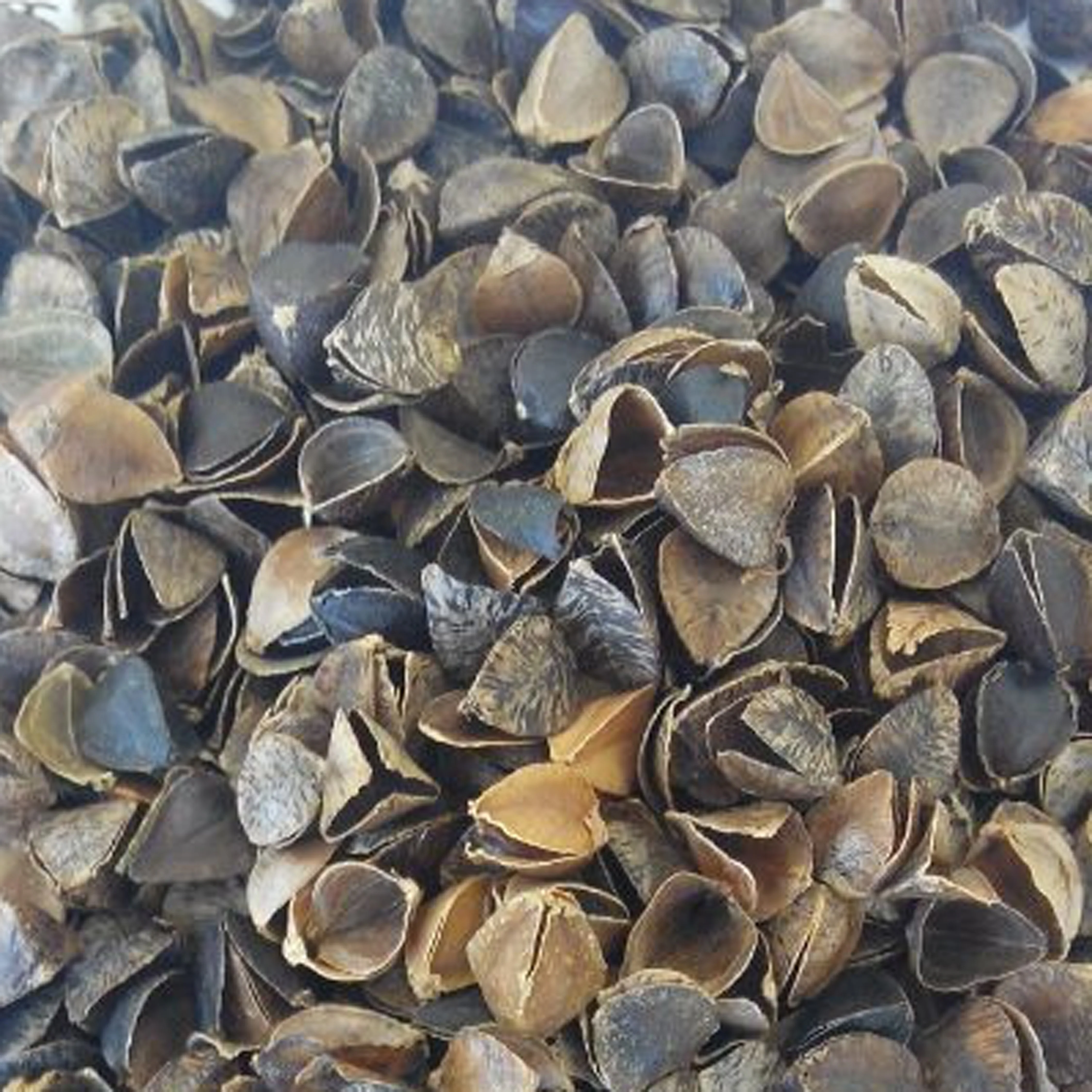 china raw buckwheat hulls roasted buckwheat husk for pillow yoga pillow