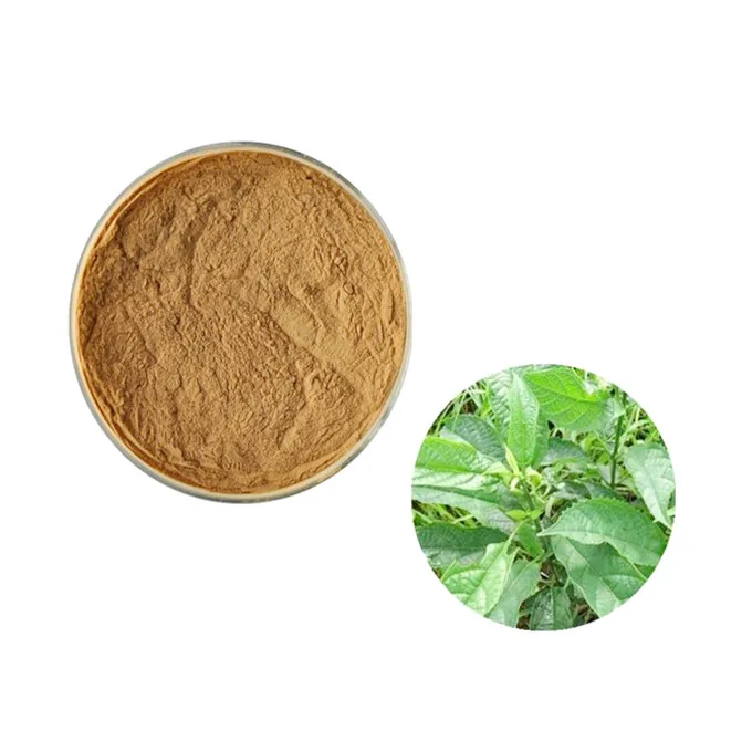 High quality Radix Isatidis Extract Isatis indigotica fort Extract