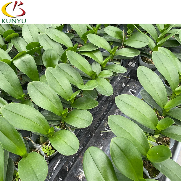 Taiwan origin  Phalaenopsis Orchid Flowers seedlings nursery  on rolling benches in tropical sawtooth greenhouse for exporting