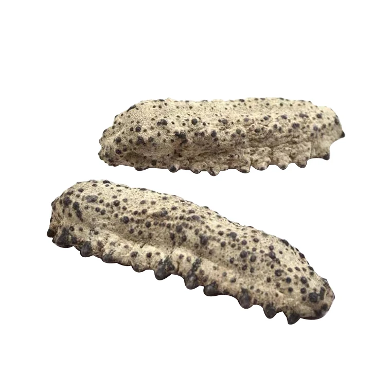 Wholesale South American Tubular Sea Cucumber Buyer