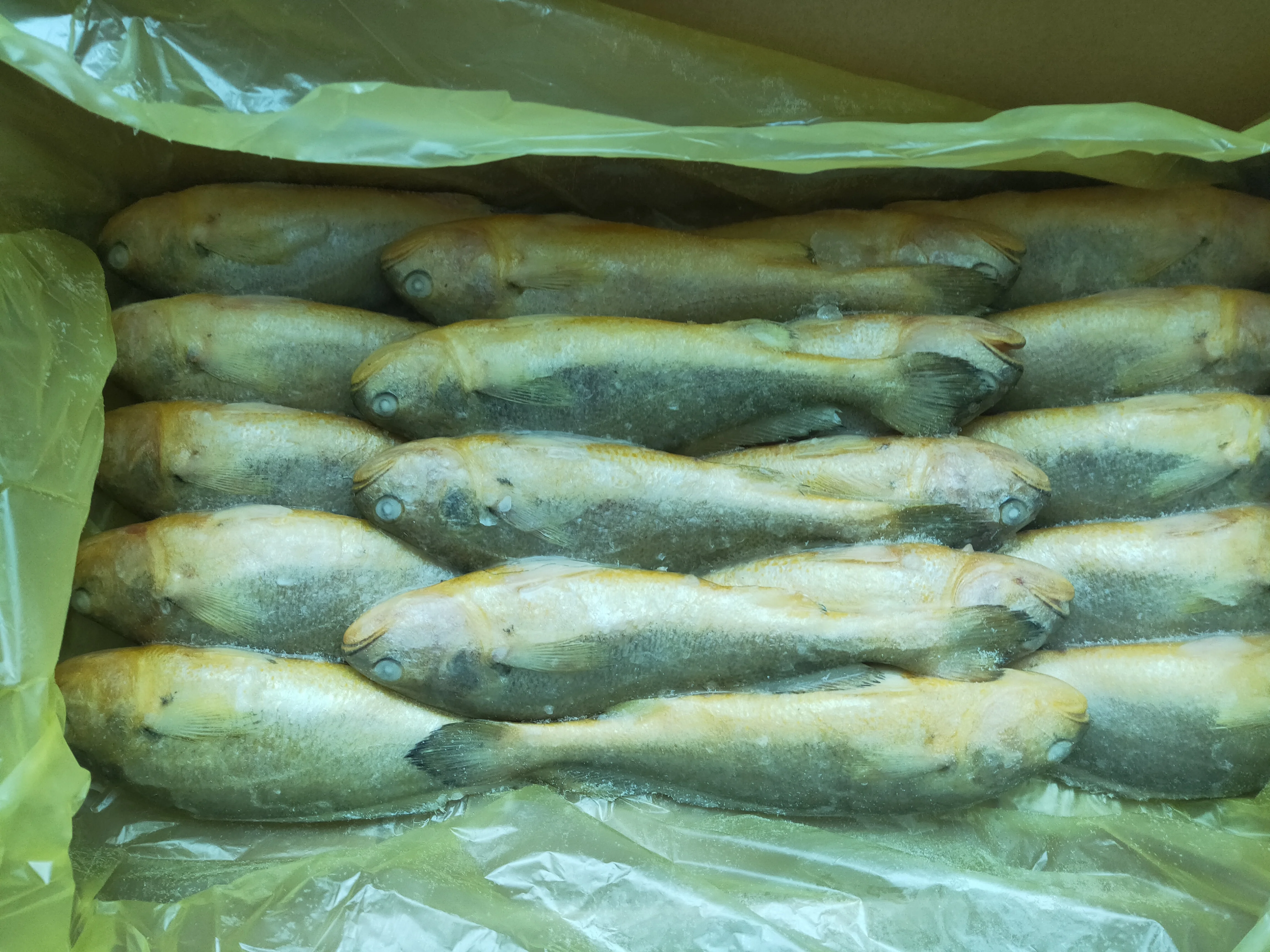  Качественный выбор морепродуктов в Китае самая низкая цена на свежий замороженный желтый