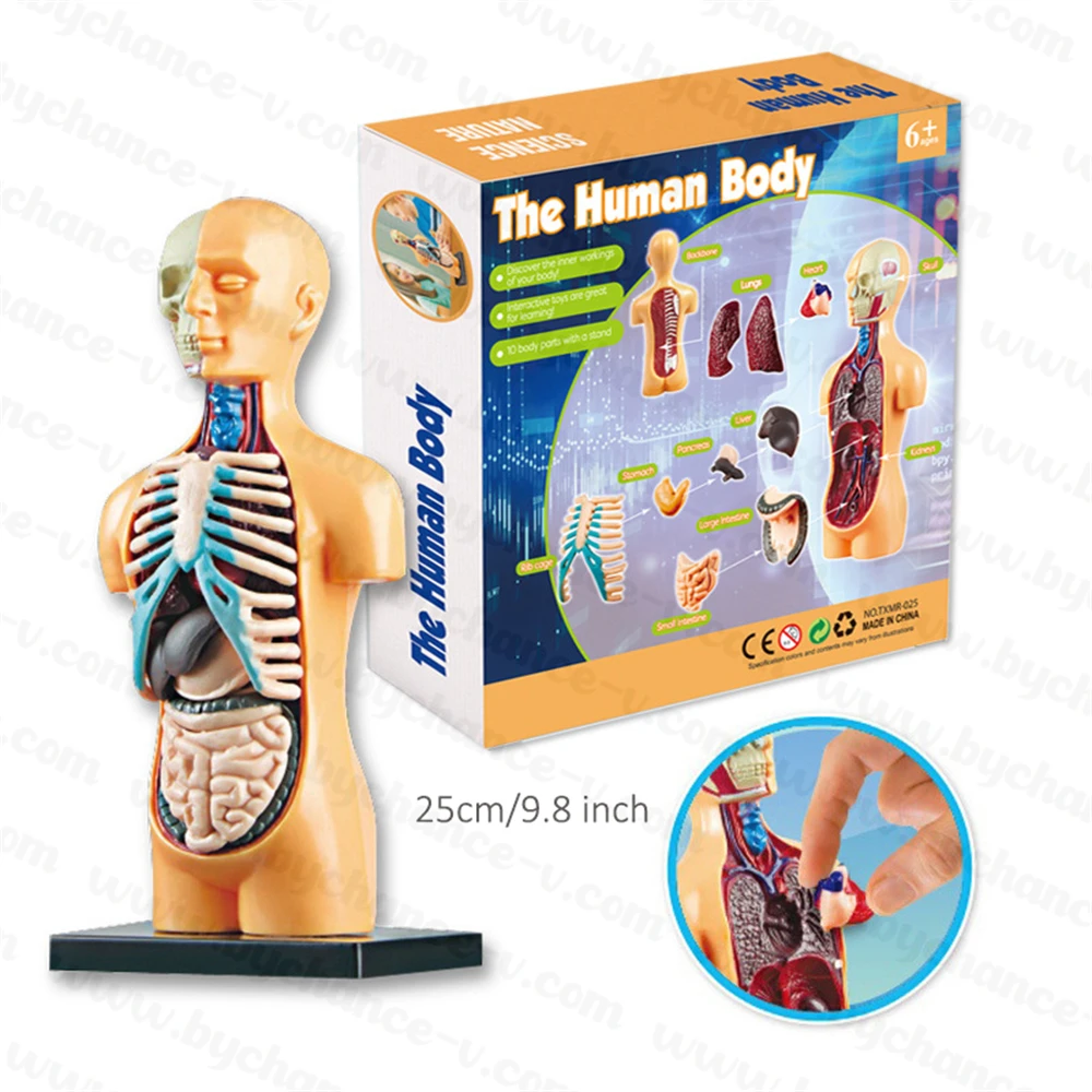 best gift for children medical science learning supplies DIY educational toys anatomical skeleton human torso models