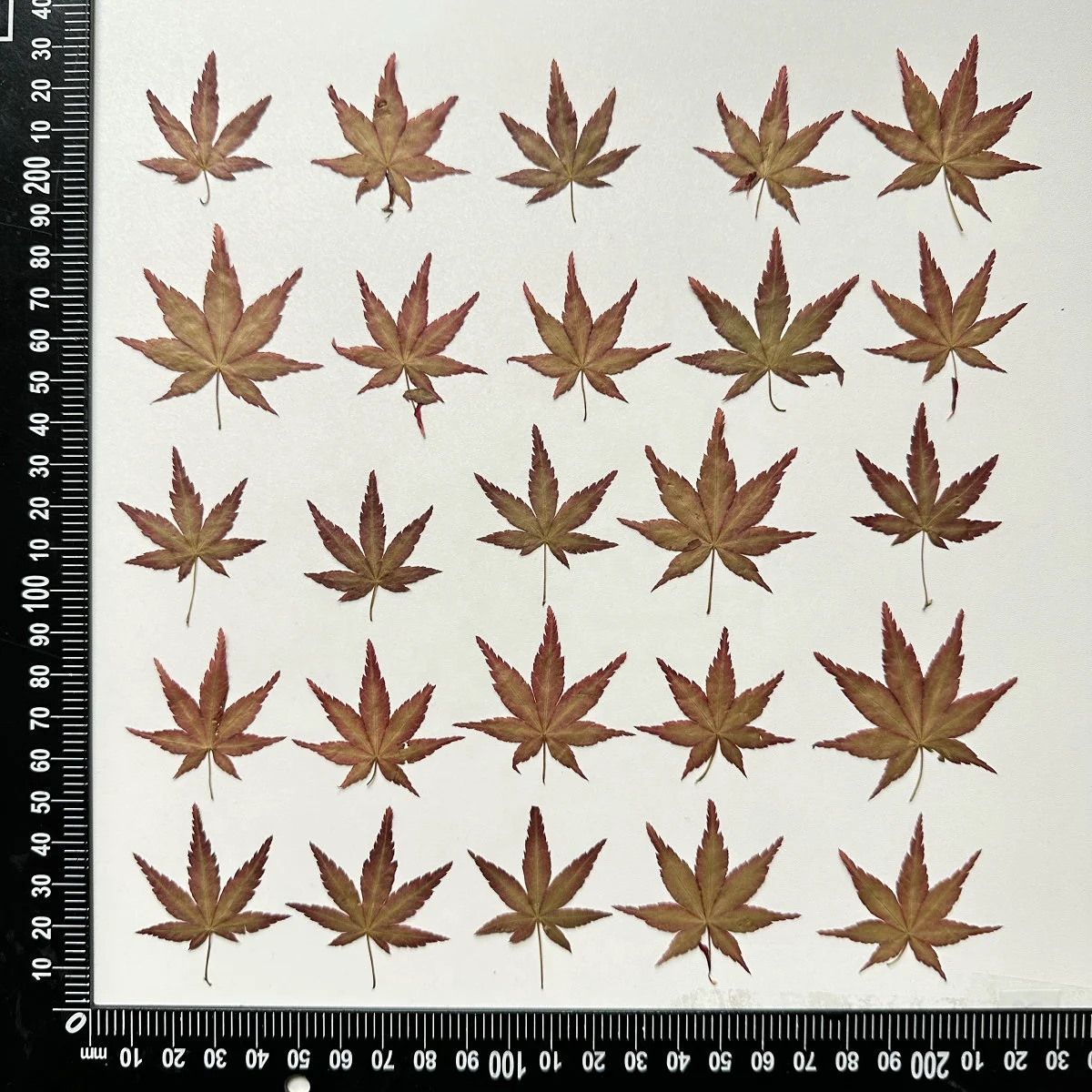 12pcs/pack Maple Leaf Autumn Color Series Pressed Leaf For Photo Paint Frame Resin DIY Craft