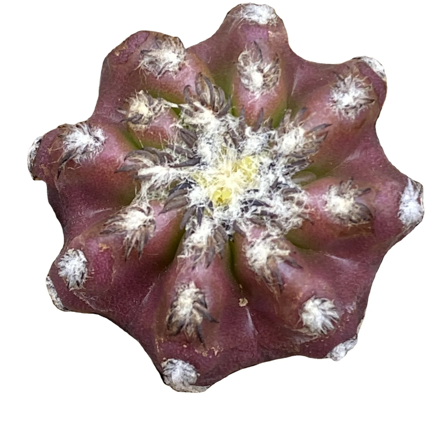 Оптовая продажа комнатных растений в виде