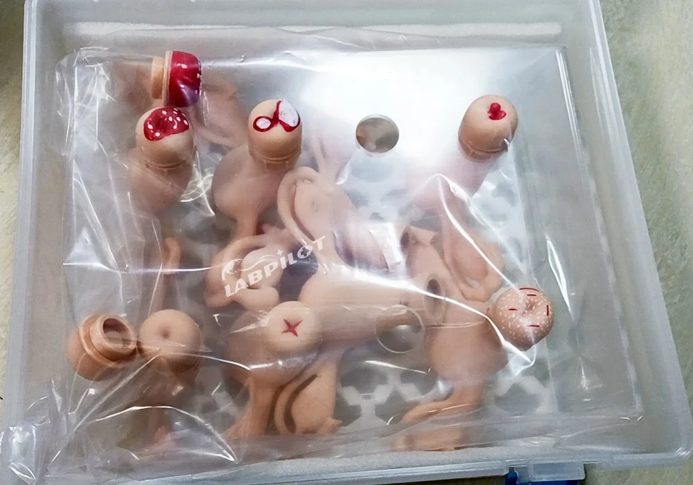 Uterus Simulator and Cervical Lesion Gynecological Anatomy Model