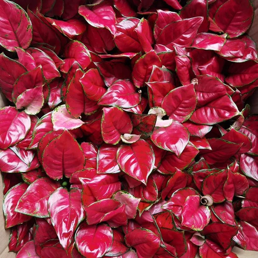 Живые растения aglaonema HongYan beauty super red
