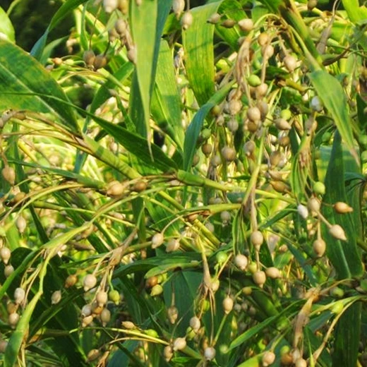Заводская поставка масло семян Coix/масло Adlay экстракт Coix ячменя