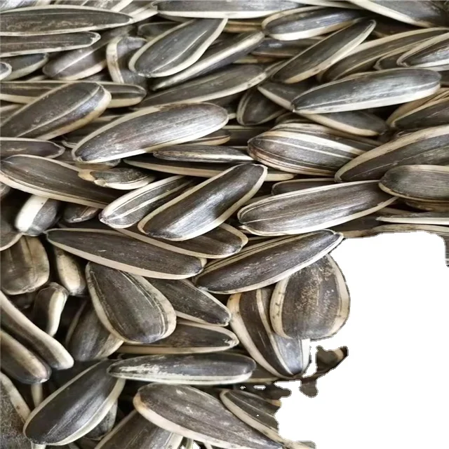 Inner Mongolia factory direct export of the best-selling bird food sunflower seeds