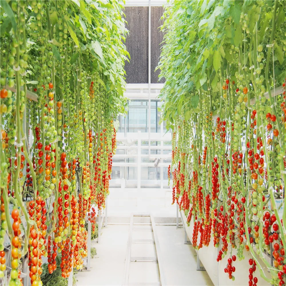 Tomato Growing Greenhouse