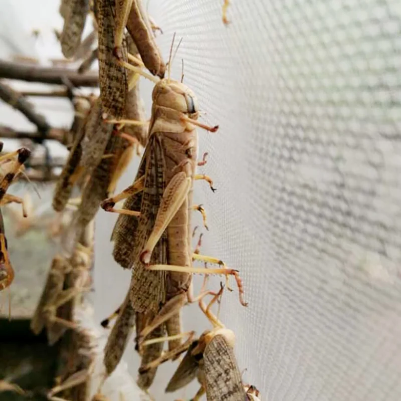 
Factory Sell organic dog treats dried grasshopper 