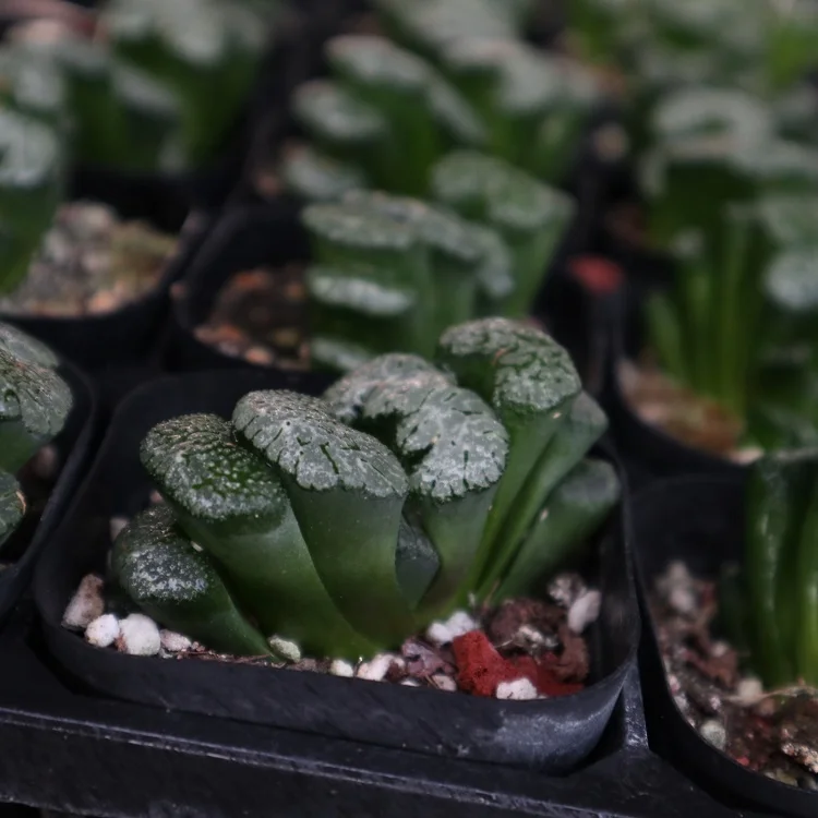 
wholesale plants sale natural succulents Haworthia 