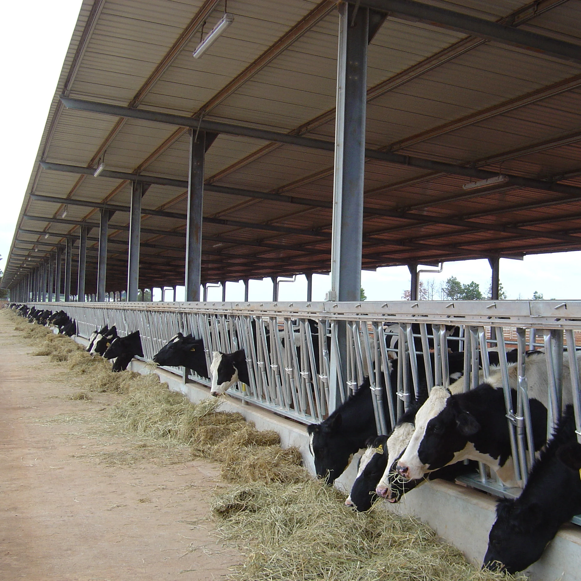 prefabricated cattle shed  metal cattle shelter large cattle shed steel building  steel structure dairy shed