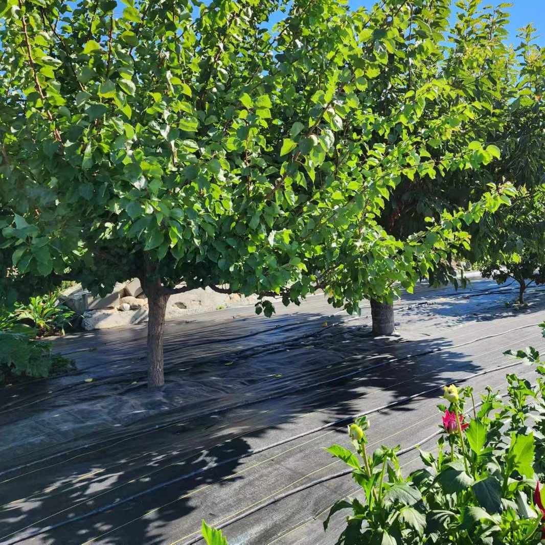 pp woven coir weed ground cover control matting mat