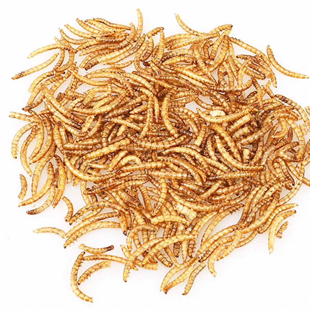 Pet mouse food& Bird food & fish food high protein mealworms tenebrio molitor