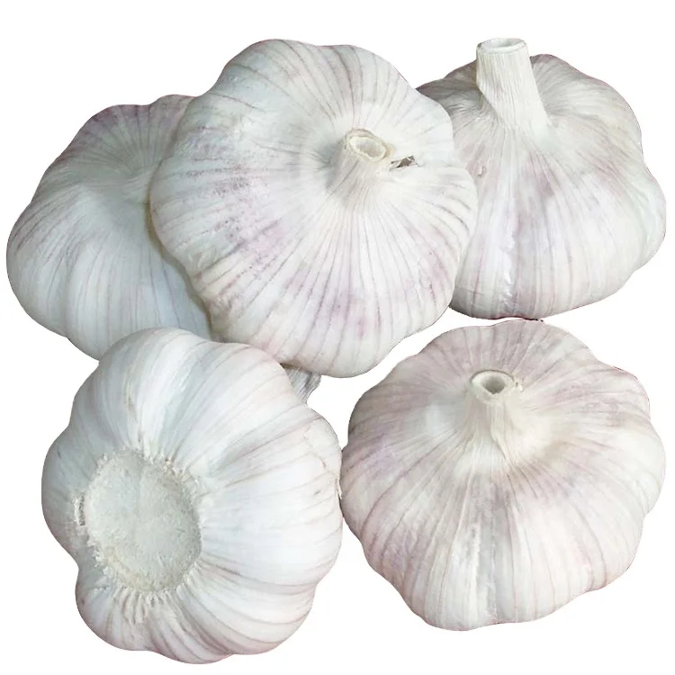 Sale chinese fresh peeled garlic from vegetables base white garlic normal garlic