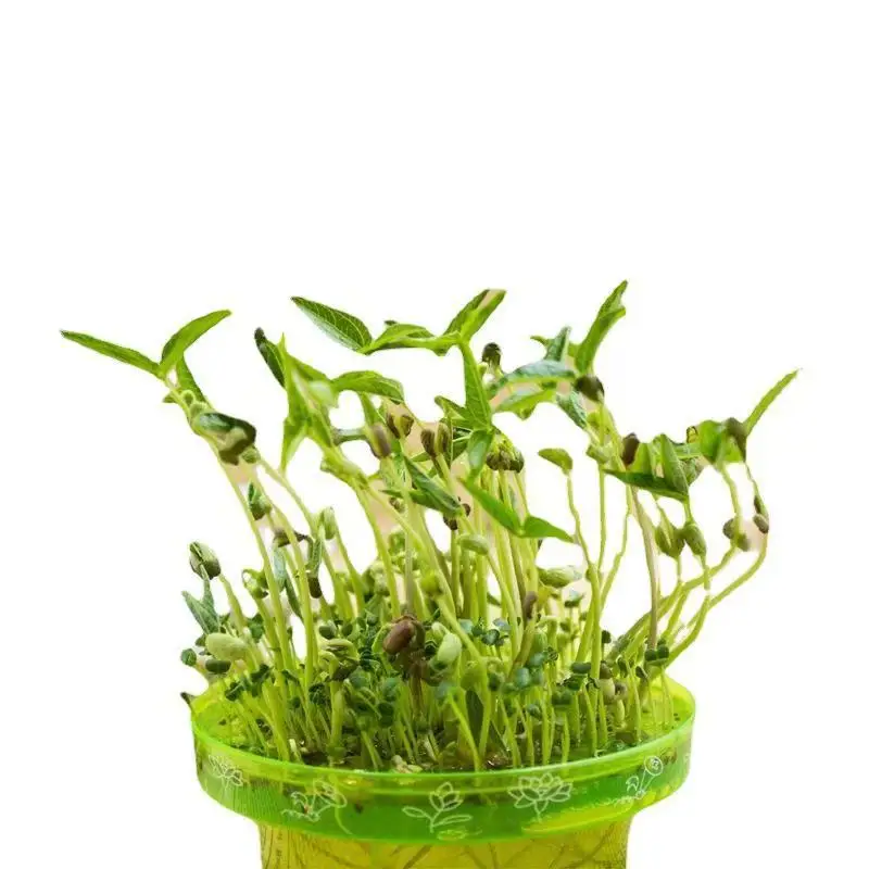 Ящик для выращивания гороха