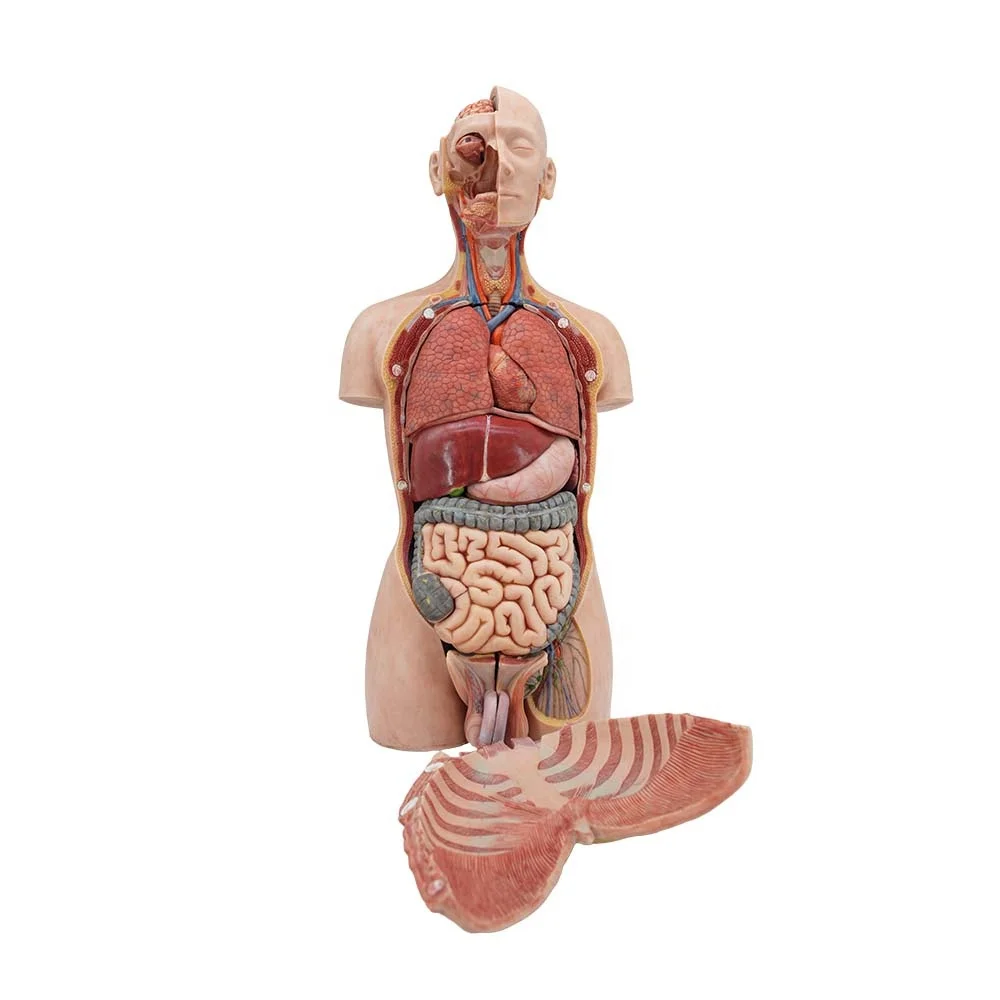 Quality Body Human Interactive Medical Science Anatomical Model High Simulation Anatomy Models