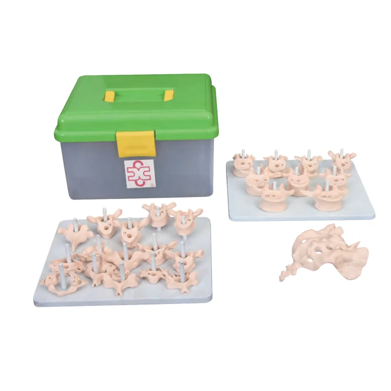 Life-Size Vertebral Column Disarticulate Model human Spinal bone anatomy medical science model