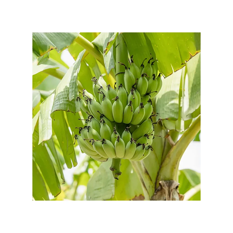 Wholesale Bulk Importer Natural Agriculture Premium Bananas Ecuador