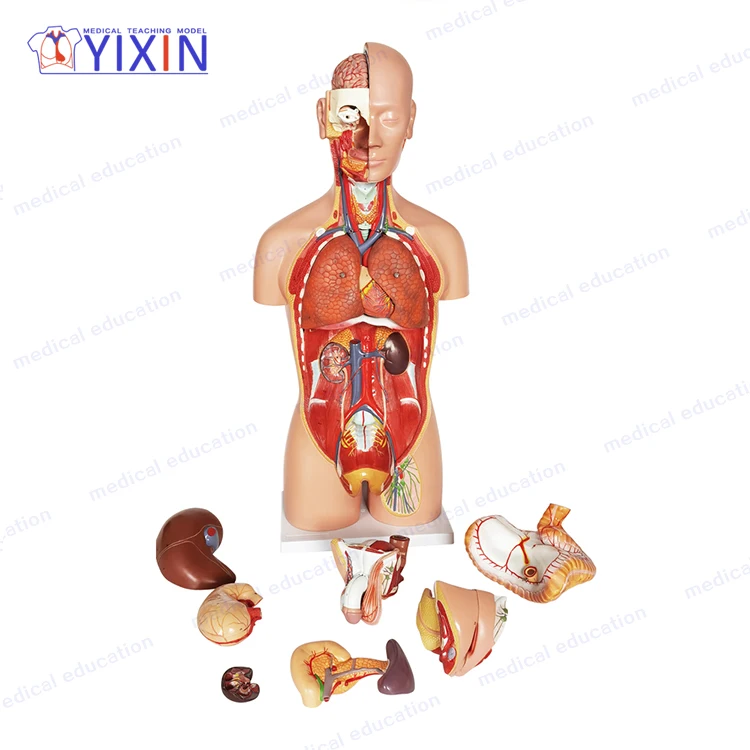 27 Parts  Plastic Human Torso Anatomy Model for Medical Supplies and Equipment