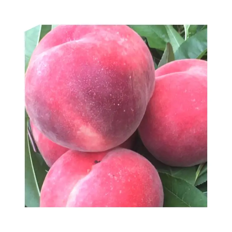 Лидер продаж, медовый персик, дыхание, большая форма, сладкая, Cangfang, свежие печи