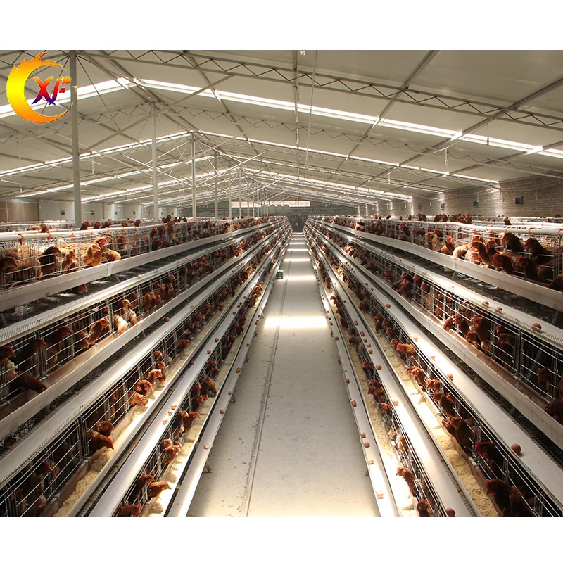 High Quality Chicken Farm Equipment A Type Full Automatic Layer Chicken Cage with Drinking Line