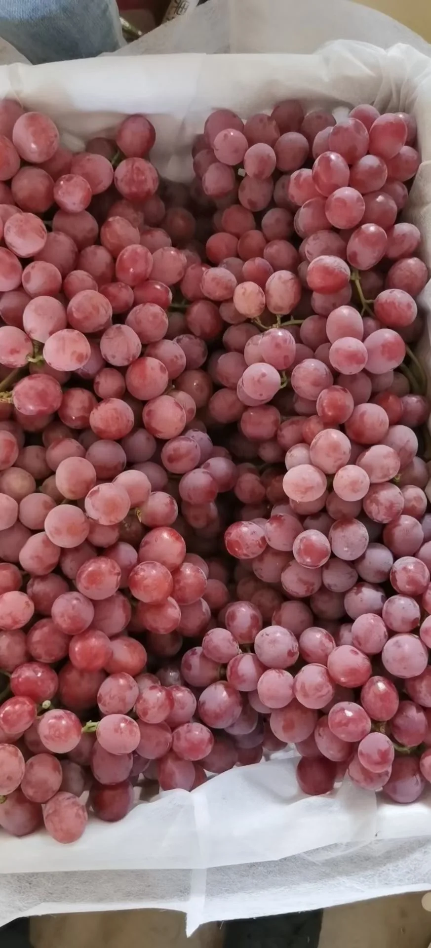 new crop Fresh Grapes Red Globe Purple Box Sweet  Style June Storage Packing Global GAP Color Origin Type Season Variety Size