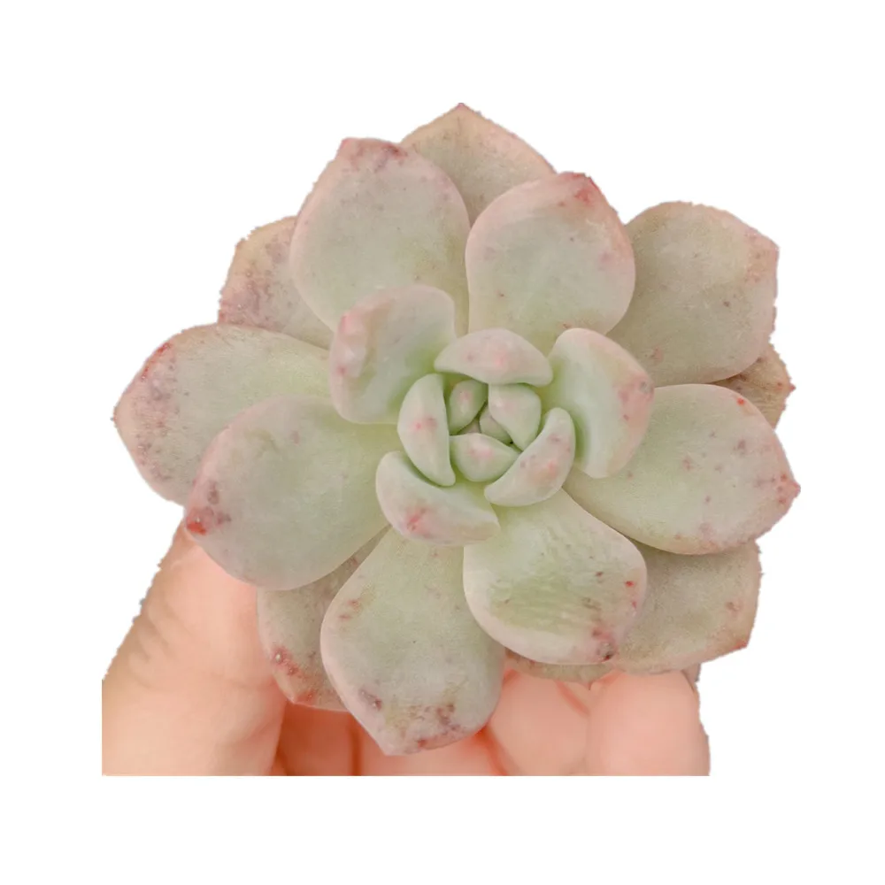 
w564 Echeveria Ariel Succulent Decorative Live plant Indoor plant gardening Floral bonsai woody plant 