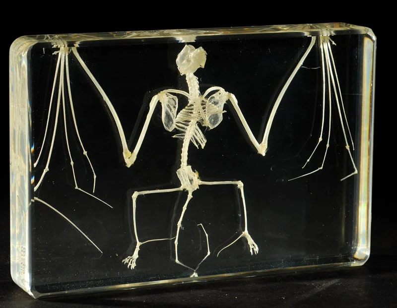 Rabbit Real Animal Skeleton Skulls in Resin Specimens