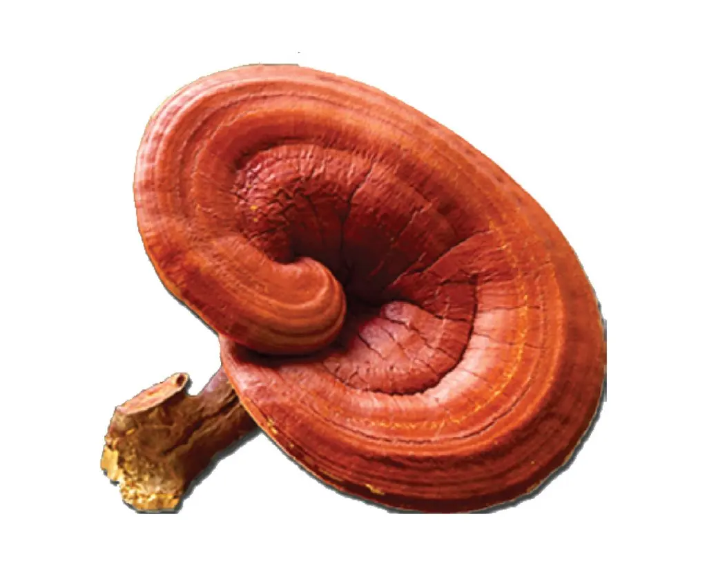 Nutritious and Delicious Lingzhi Ganoderma Lucidum Spore Extract Reishi Mushroom Powder with Polysaccharides Food Grade 24months